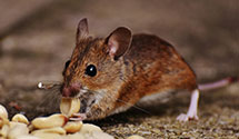 24 Hour & Emergency Exterminators in Jensen Beach, FL